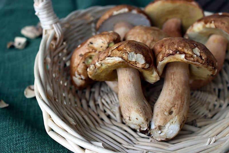 porcini-mushrooms-basket porcini mushrooms